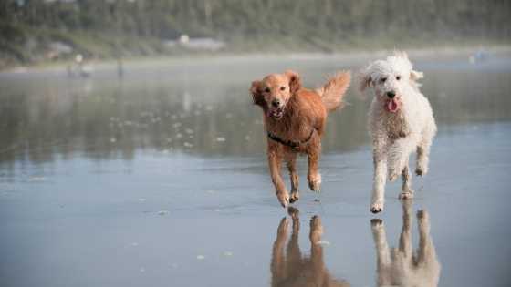 running with goldendoodle