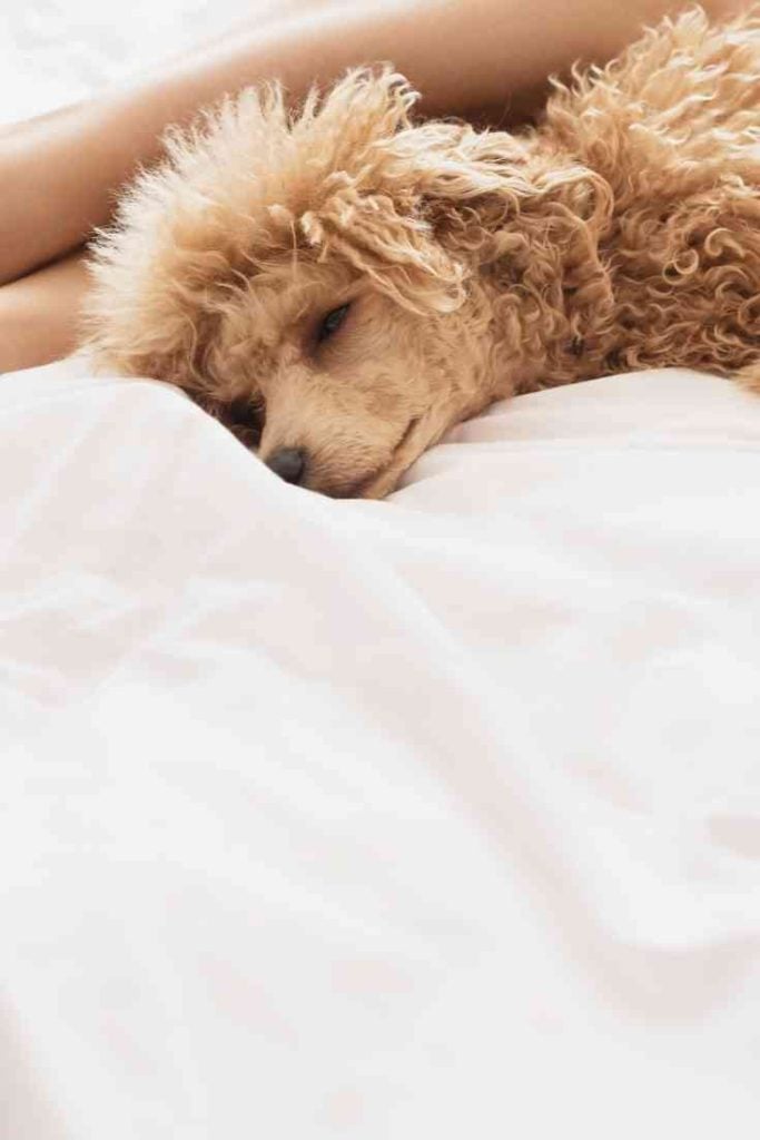 why-goldendoodles-sleep-on-their-backs-should-dogs-sleep-on-your-bed