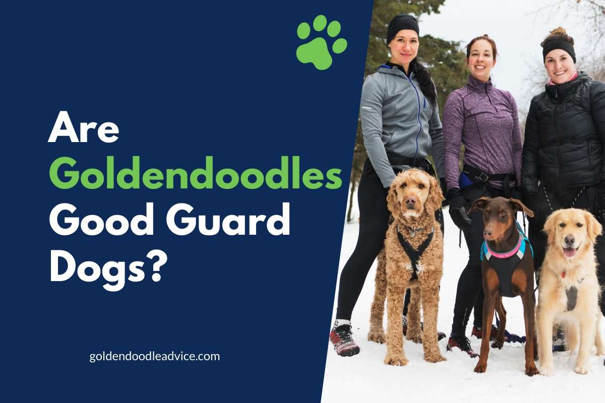 Are Goldendoodles Good Guard Dogs?