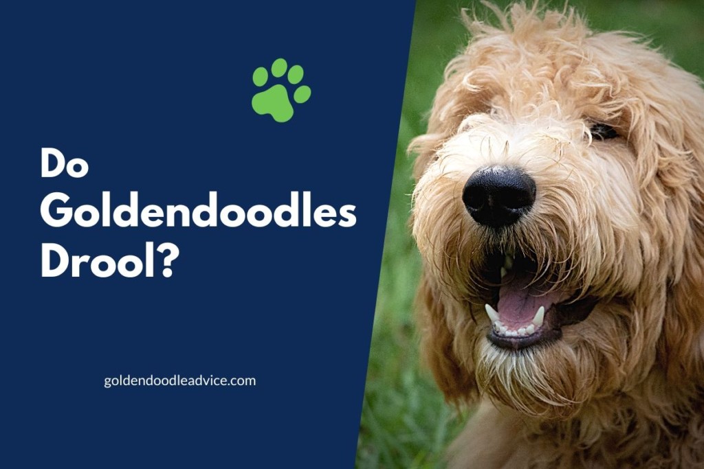 How Big is a 25 lb Mini Goldendoodle? (With Photos) - Goldendoodle Advice