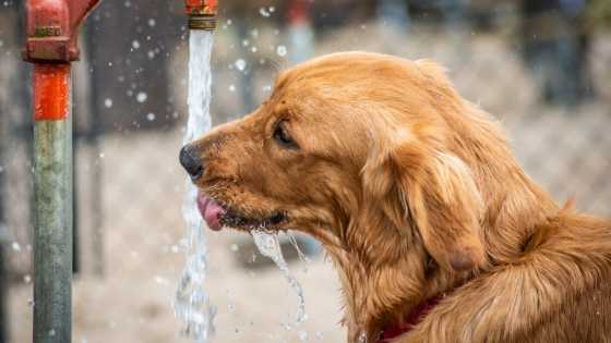 how much water does a goldendoodle puppy need