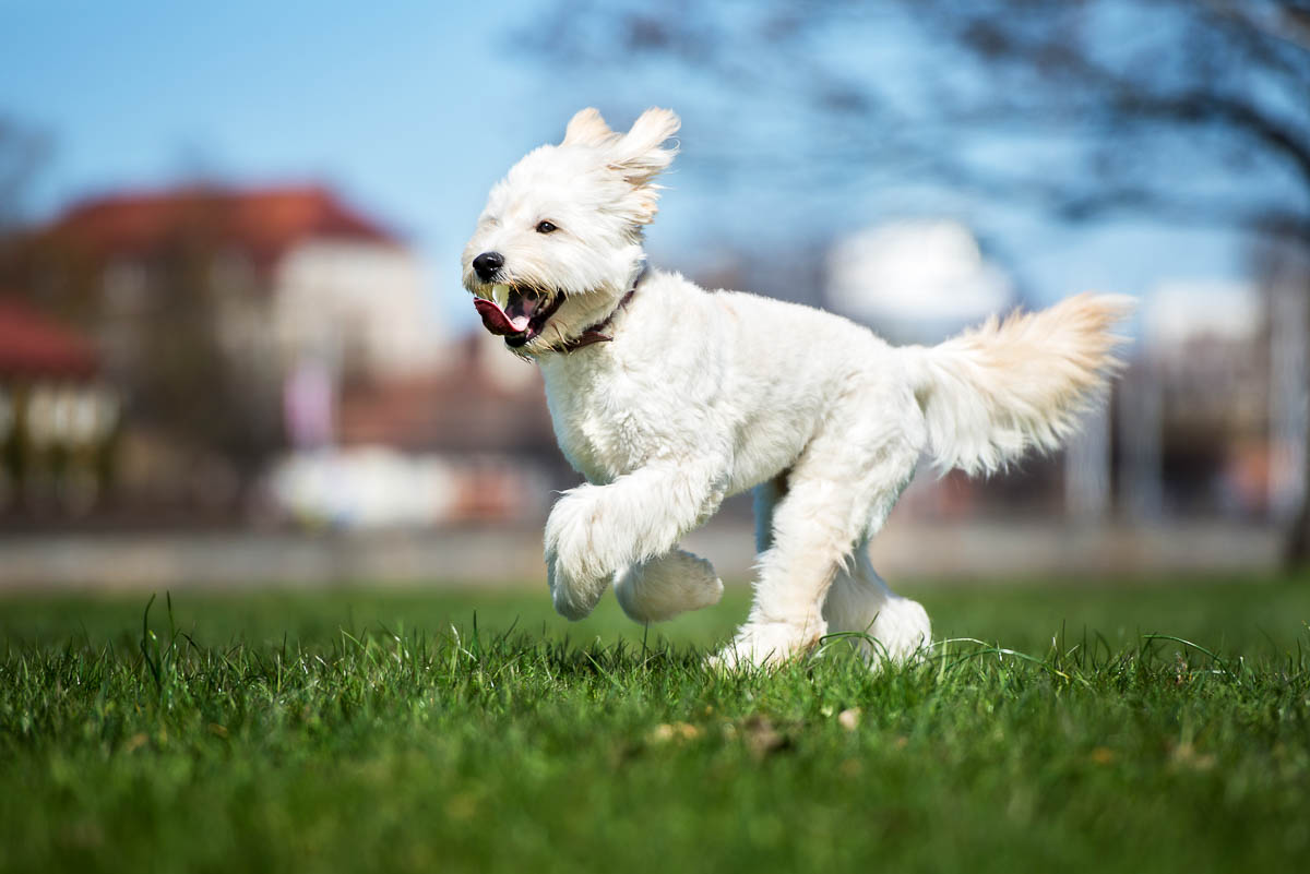 Goldendoodle Growth Stages #Dogs #Puppies