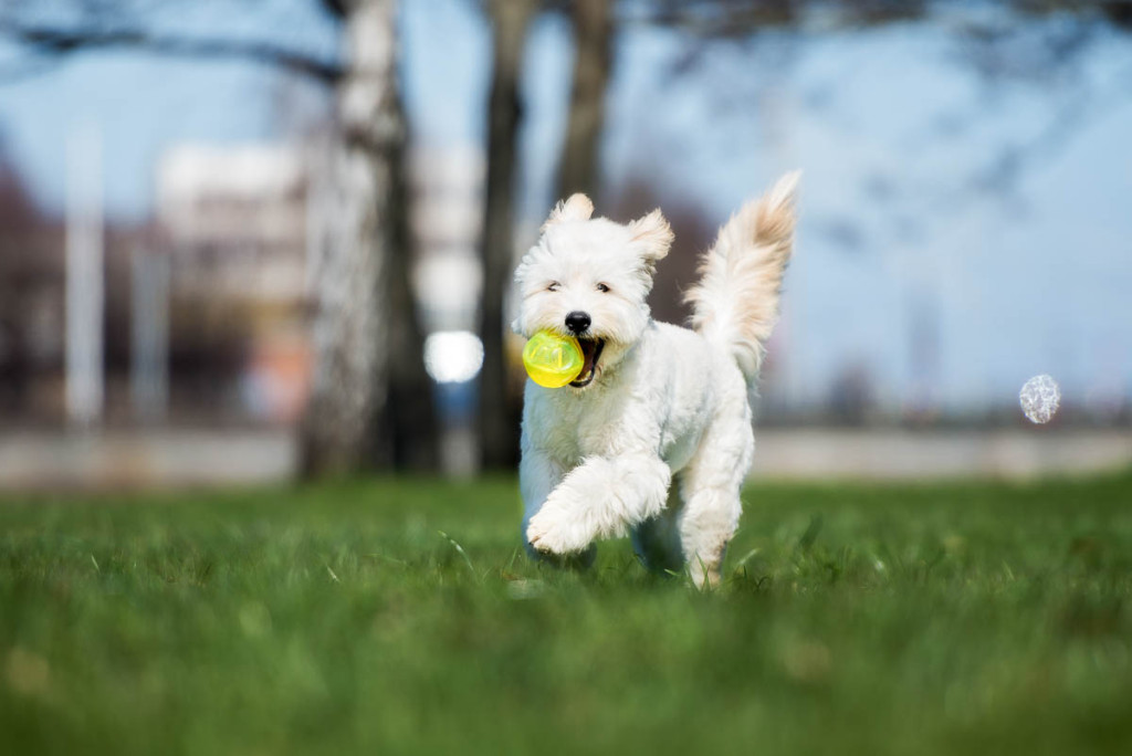 How To Know If Your Dog Is Intelligent!