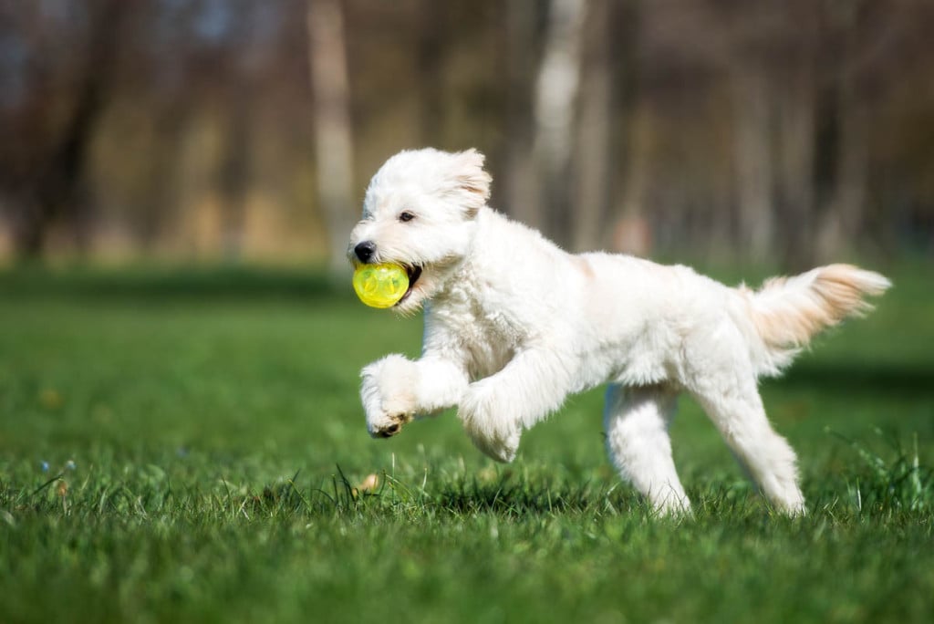 17 Toys Goldenddoodles actually love