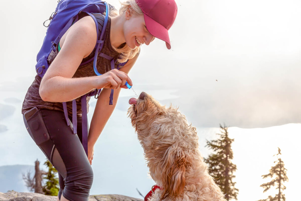 How Smart Is A Goldendoodle