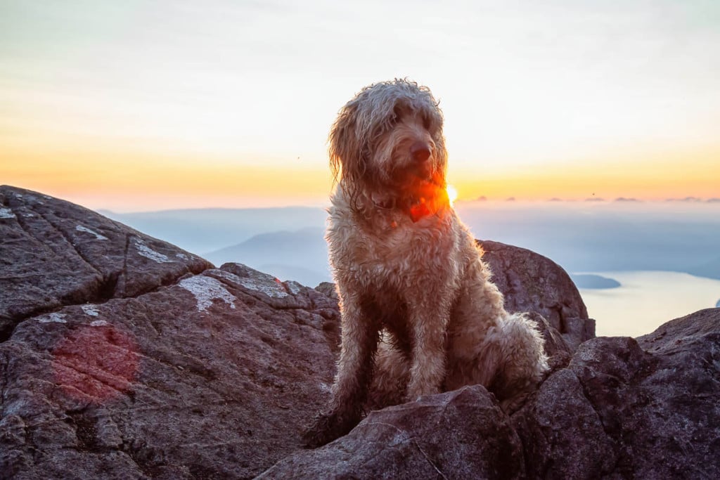 Goldendoodle As A Watch Dog