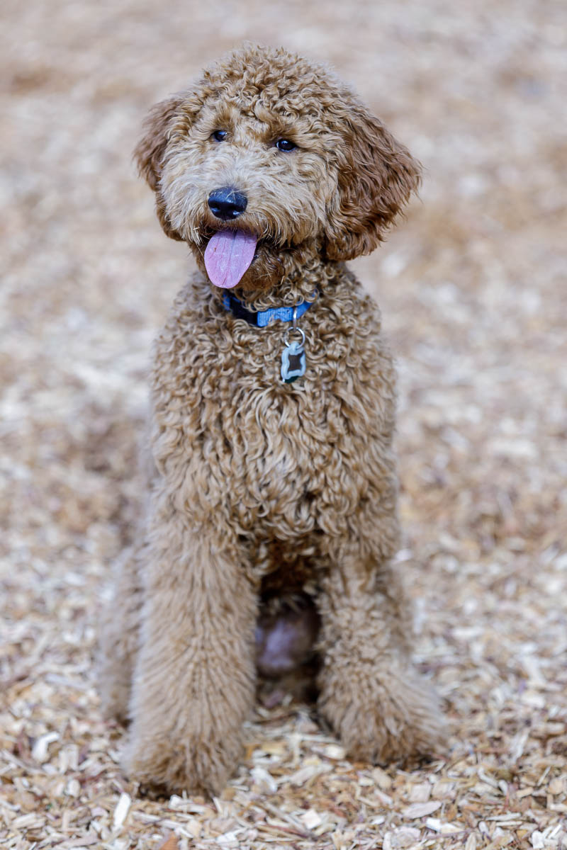 Why Do Goldendoodles Pee When Excited?