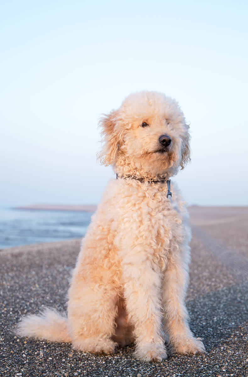 Goldendoodles Vs. Bernedoodles: What Is The Difference
