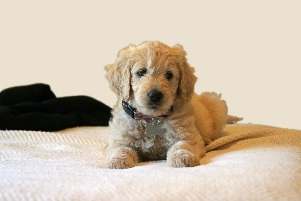 Lexie As A Puppy - 3 Months Old - Mini Goldendoodle Puppy #Doodle, #Puppy