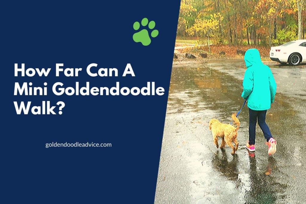 How Far Can A Mini Goldendoodle Walk? 1
