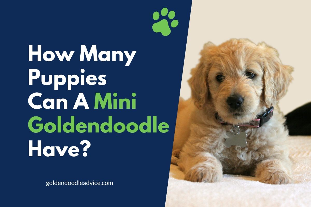 How Many Puppies Can A Mini Goldendoodle Have?