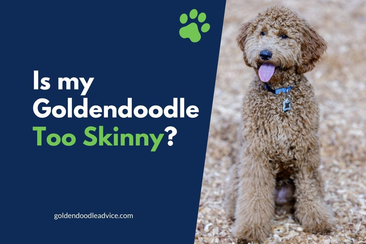 are poodles meant to be skinny