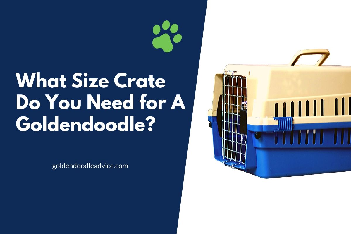 crate for goldendoodle