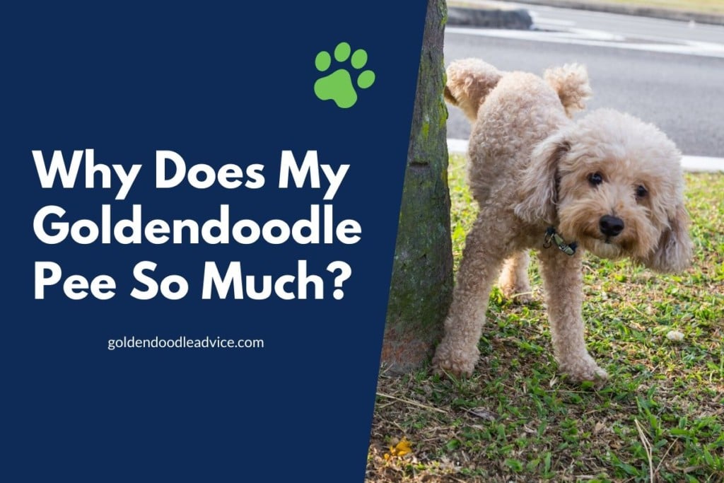 Why Does My Goldendoodle Pee So Much_ #dogs - Goldendoodle ...