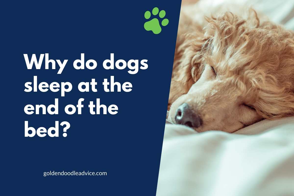 Why do dogs sleep at the end of the bed_ #dogs, #puppies, #doodles