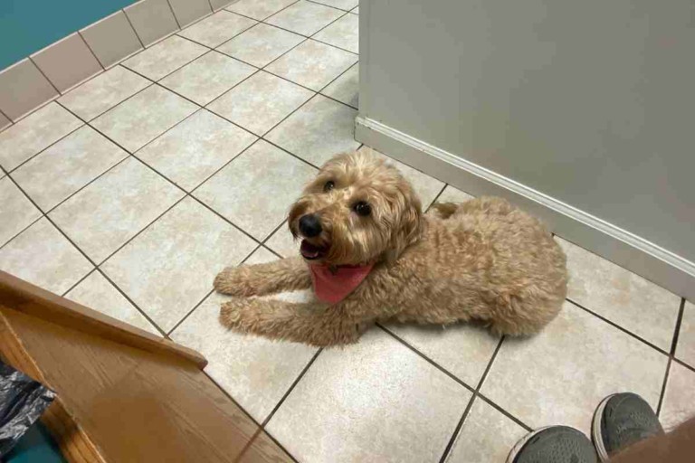 Why Does My Goldendoodle Itch So Much And What To Do About It (Vet Advice!)