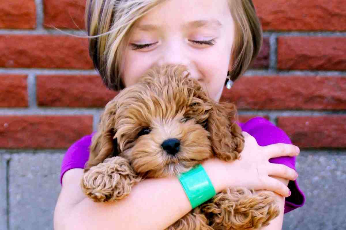 goldendoodle care