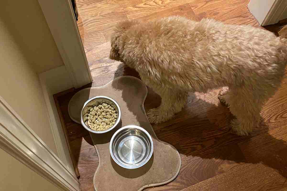 Ear Infections In Goldendoodles