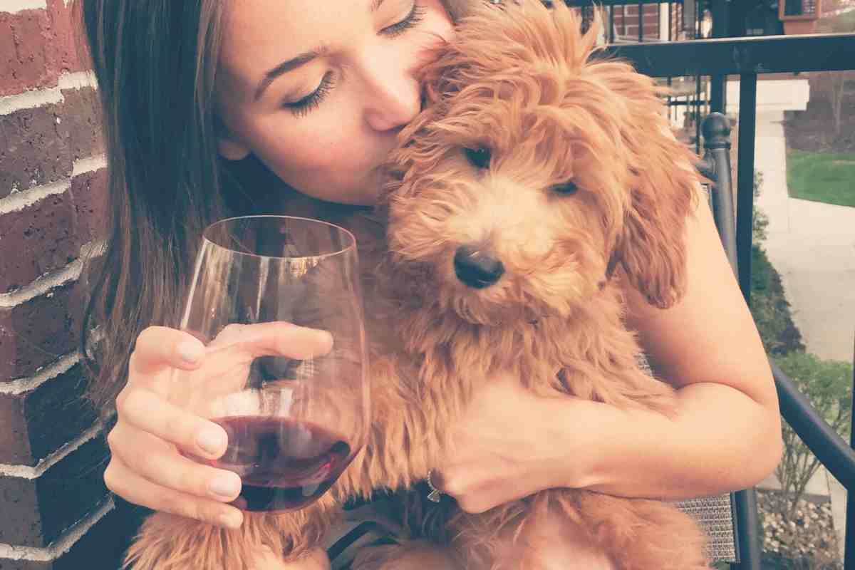 15 Vet Tips On How To Take Care Of A Goldendoodle Puppy: A First-Time Owner'S Guide