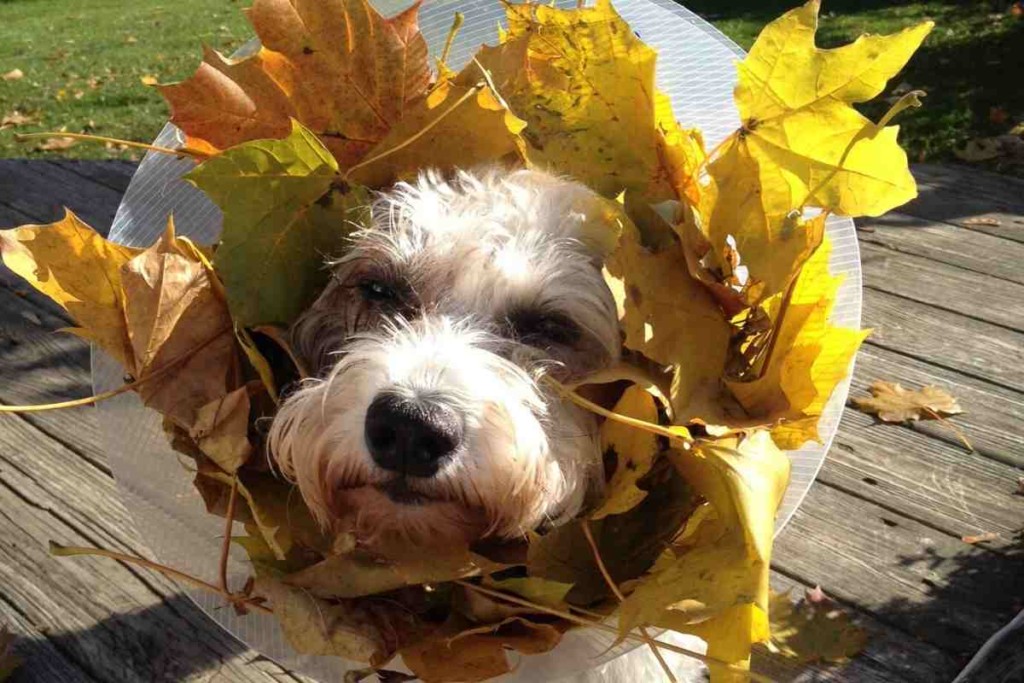 vet guide to goldendoodles 3 Goldendoodle Advice