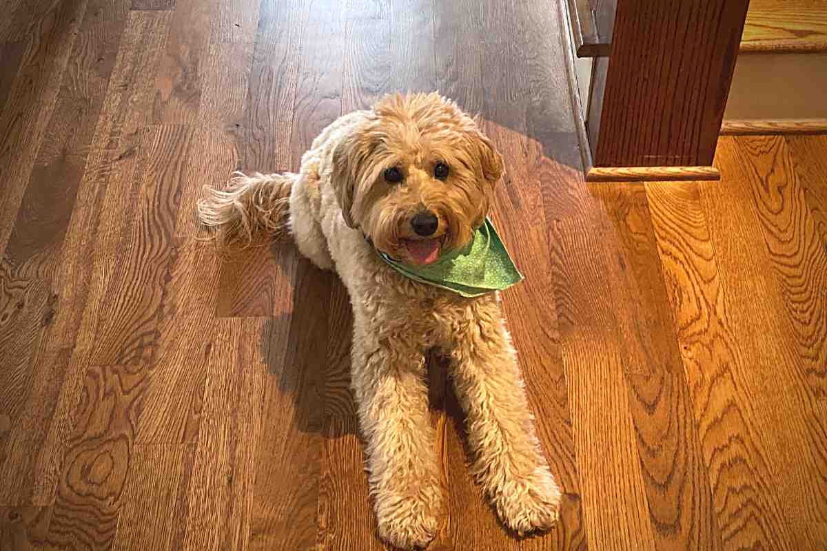 most expensive goldendoodle