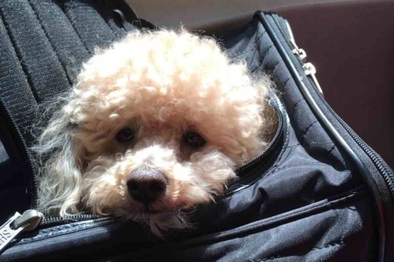 Can You Fly With A Mini Goldendoodle?