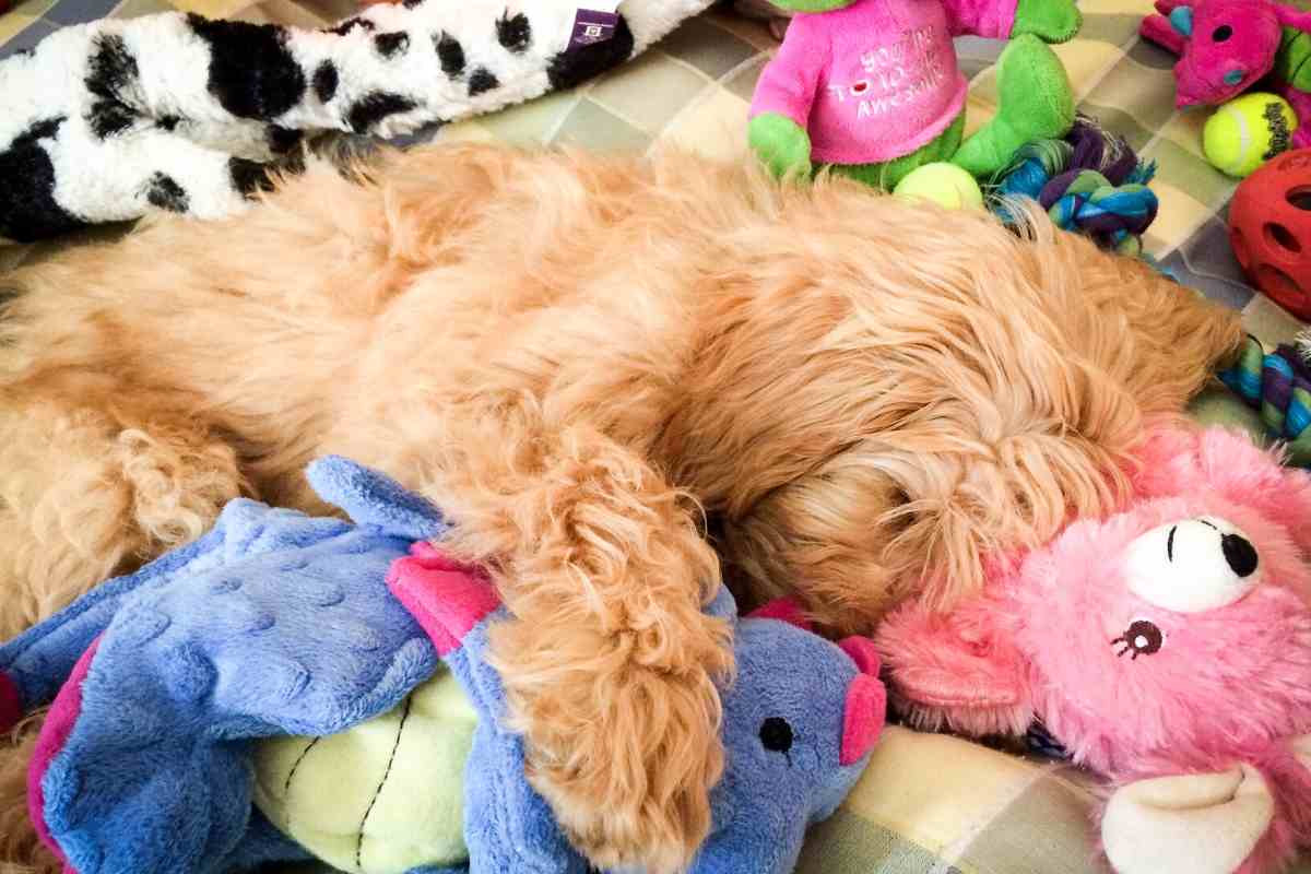 How Much Sleep Does A Goldendoodle Puppy Need? Do They Sleep A Lot? - Goldendoodle Advice