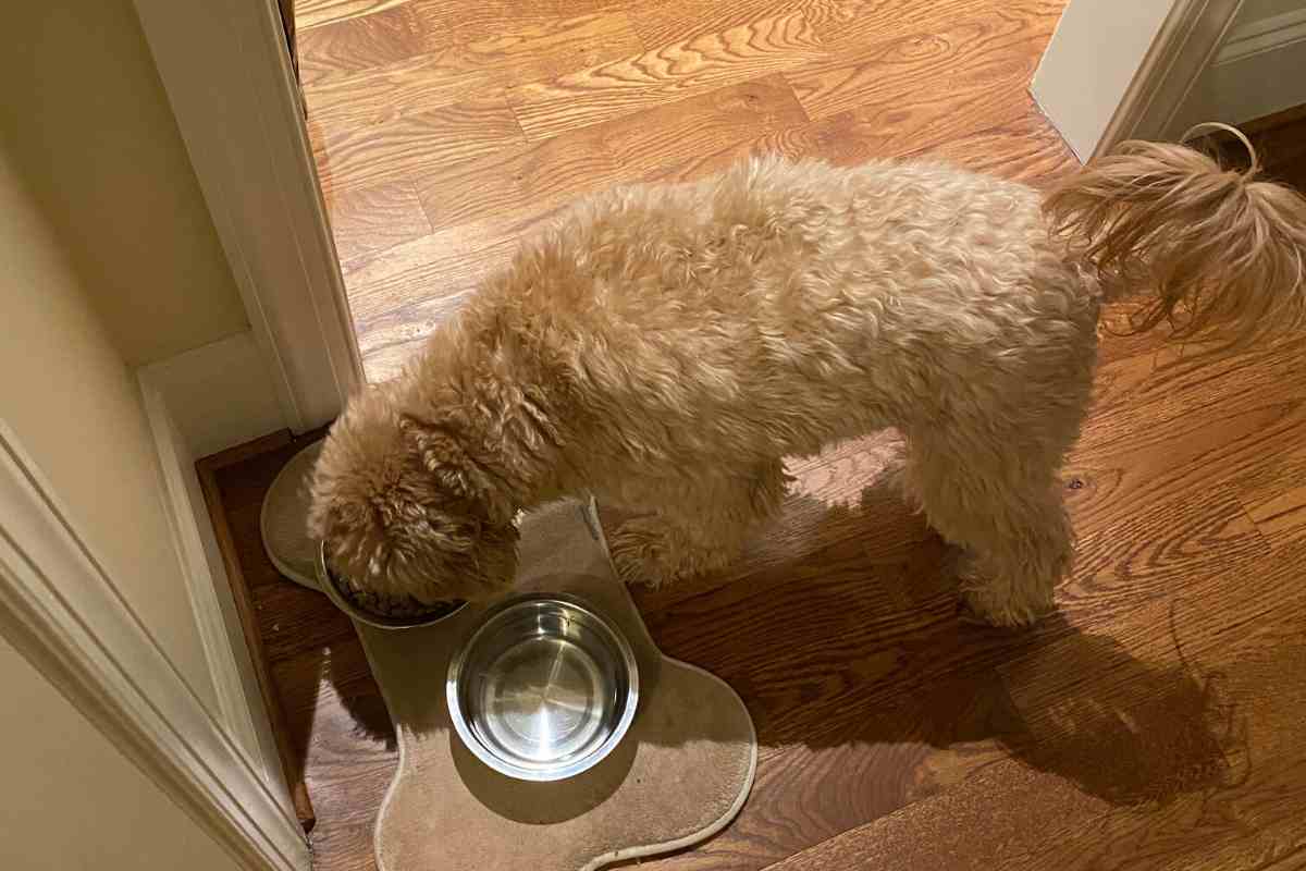 How To Deal With A Goldendoodle Picky Eater