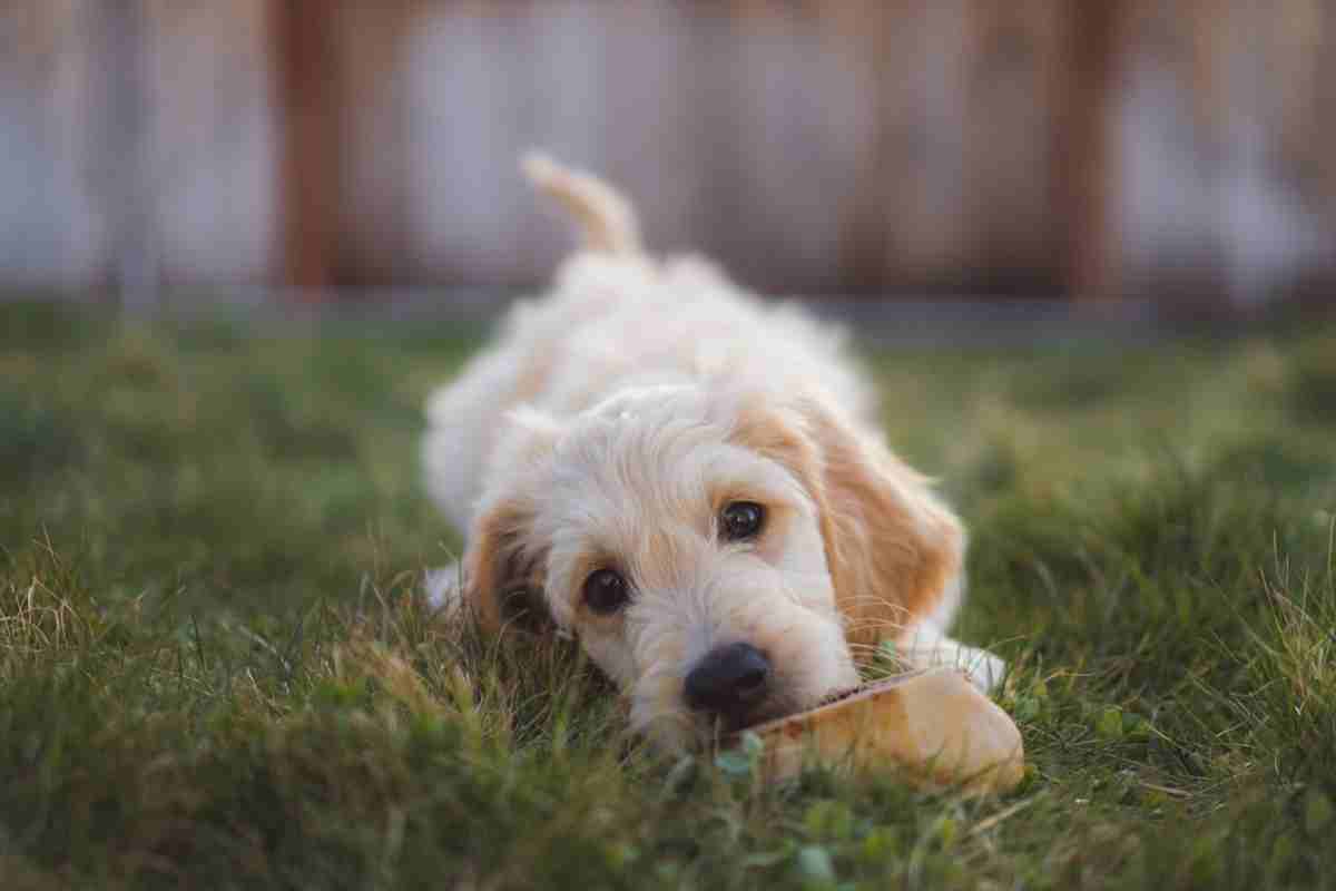 goldendoodle puppy biting