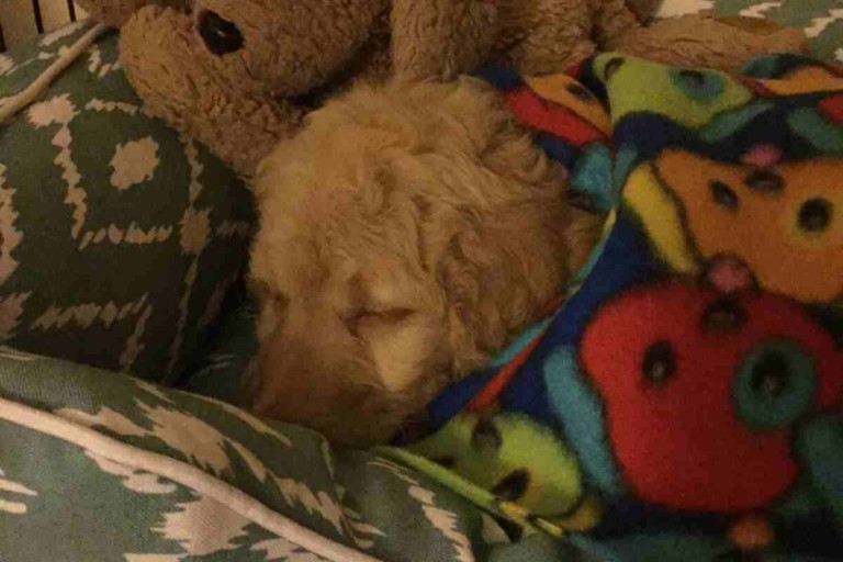 How Long Do Goldendoodles Sleep At Night? When Do Puppies Sleep Through The Night?