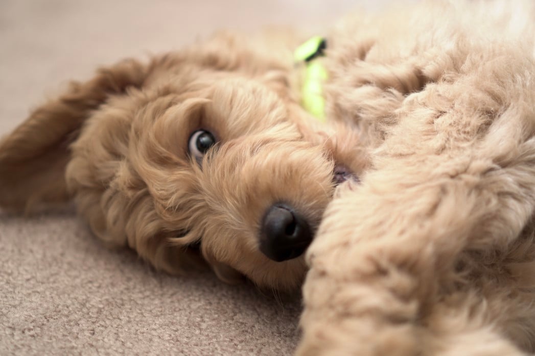 grey goldendoodle puppy