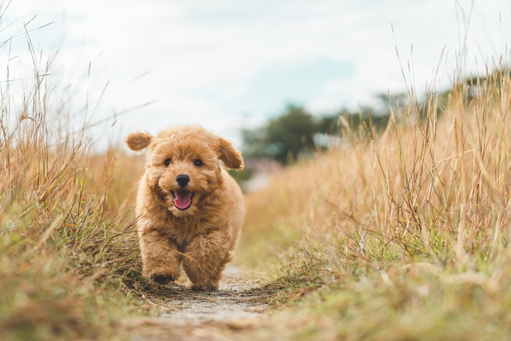 are goldendoodles easy to train