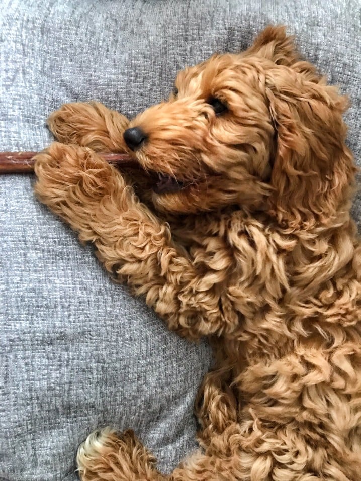 mini goldendoodle diet