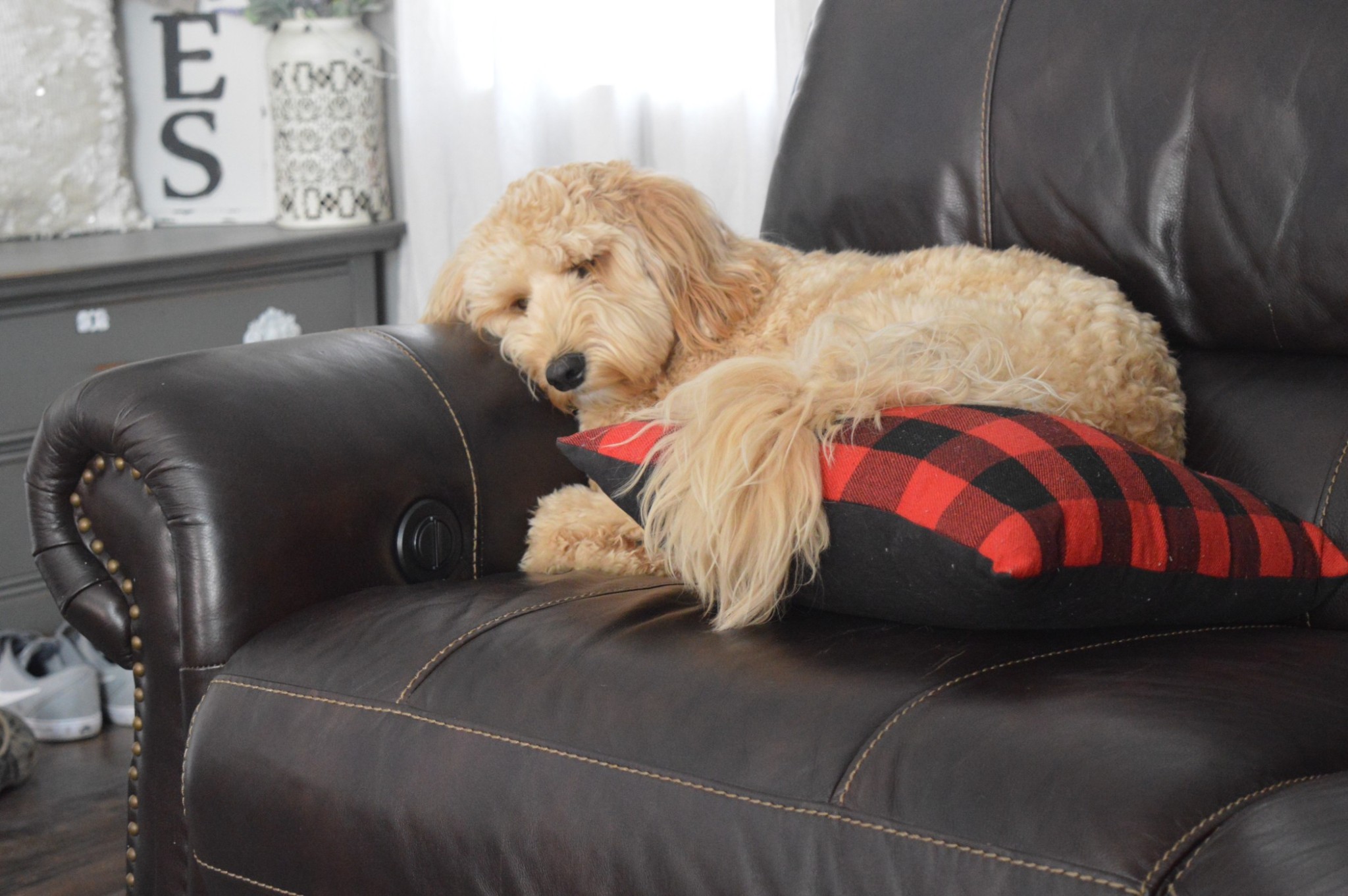 When Do Goldendoodles Stop Biting and How You Can Stop It