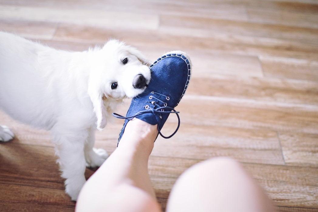 goldendoodle puppy biting