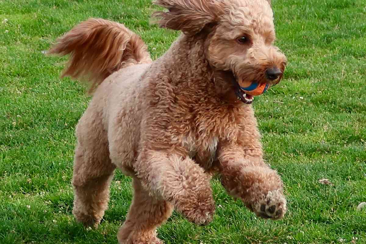 Is Your Mini Goldendoodle BIG? What's Going On ...