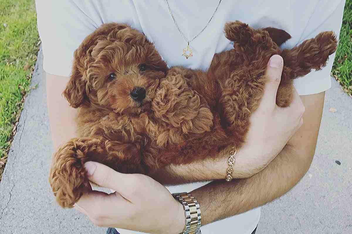 What To Look For In A Goldendoodle Puppy: 1st Time Owners Guide