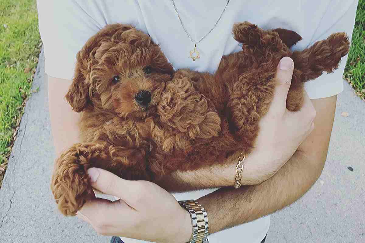 What To Look For In A Goldendoodle Puppy: 1St Time Owners Guide