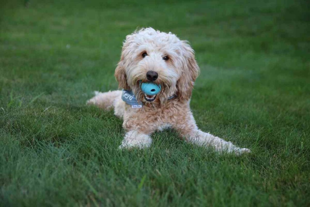 Goldendoodles Exercise Vet Guidelines for Puppies, Adults, and Seniors Goldendoodle Advice
