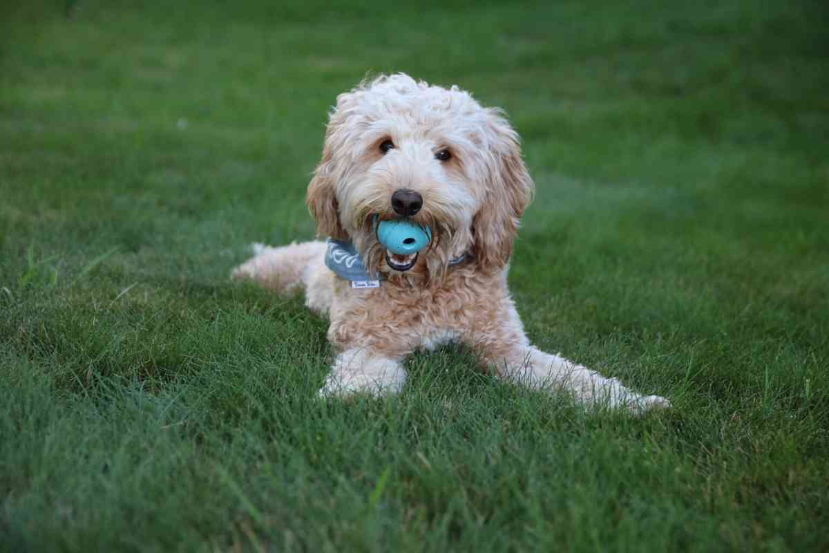Goldendoodles Exercise: Everything You Need To Know
