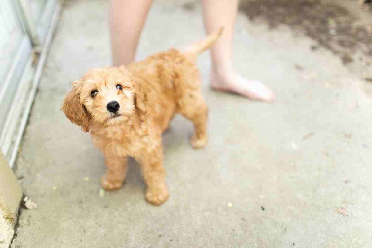 passion goldendoodle