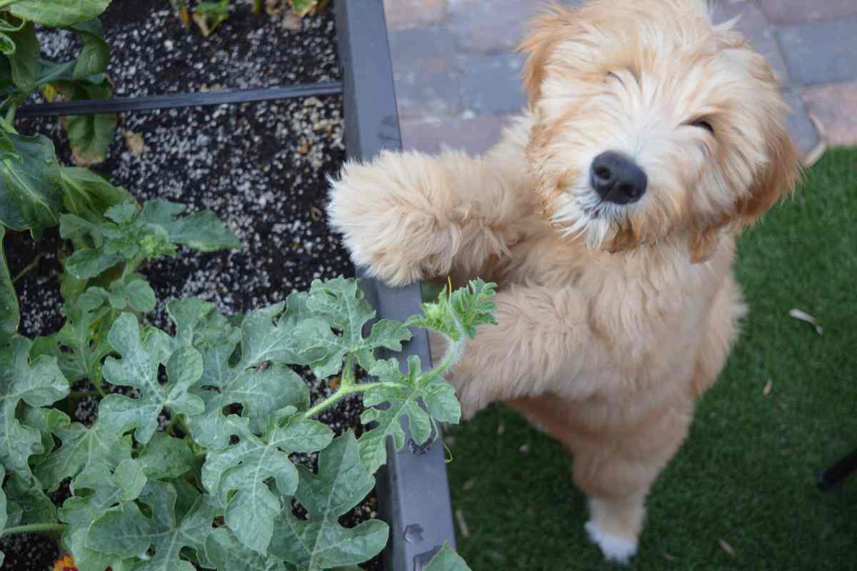 5 Reasons Your Goldendoodle Is Whining And How To Make It Stop!