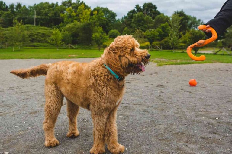 Can Goldendoodles Be Outside Dogs?