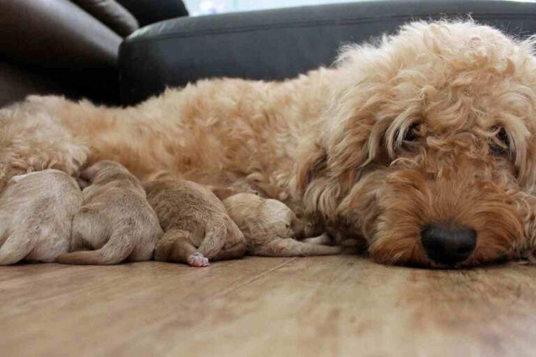 Can You Breed Two Mini Goldendoodles?