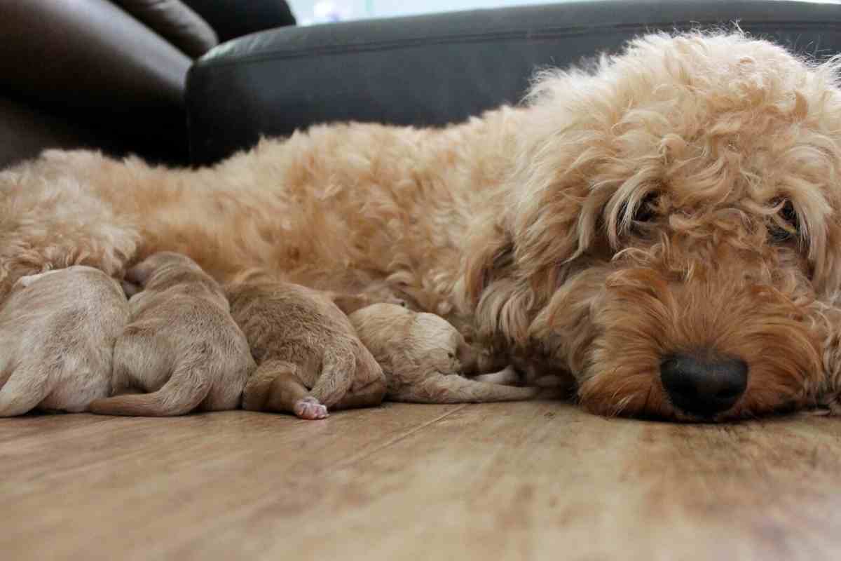 Kannst du zwei Mini Goldendoodles züchten? #hunde #Welpen