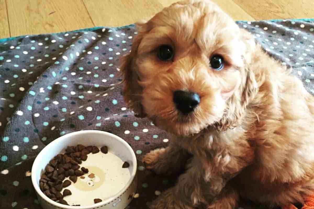 how much water does a goldendoodle puppy need