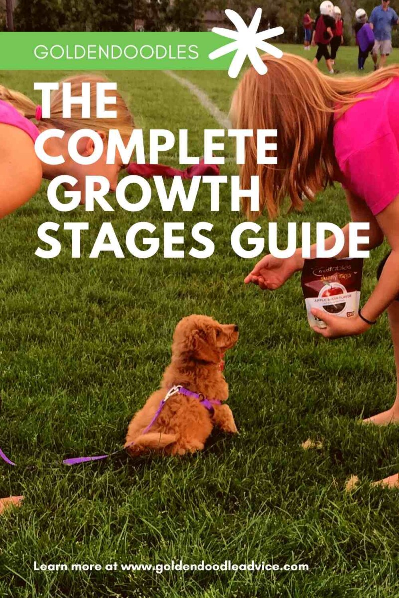The Complete Goldendoodle Growth Stages Guide Pin Goldendoodle Advice