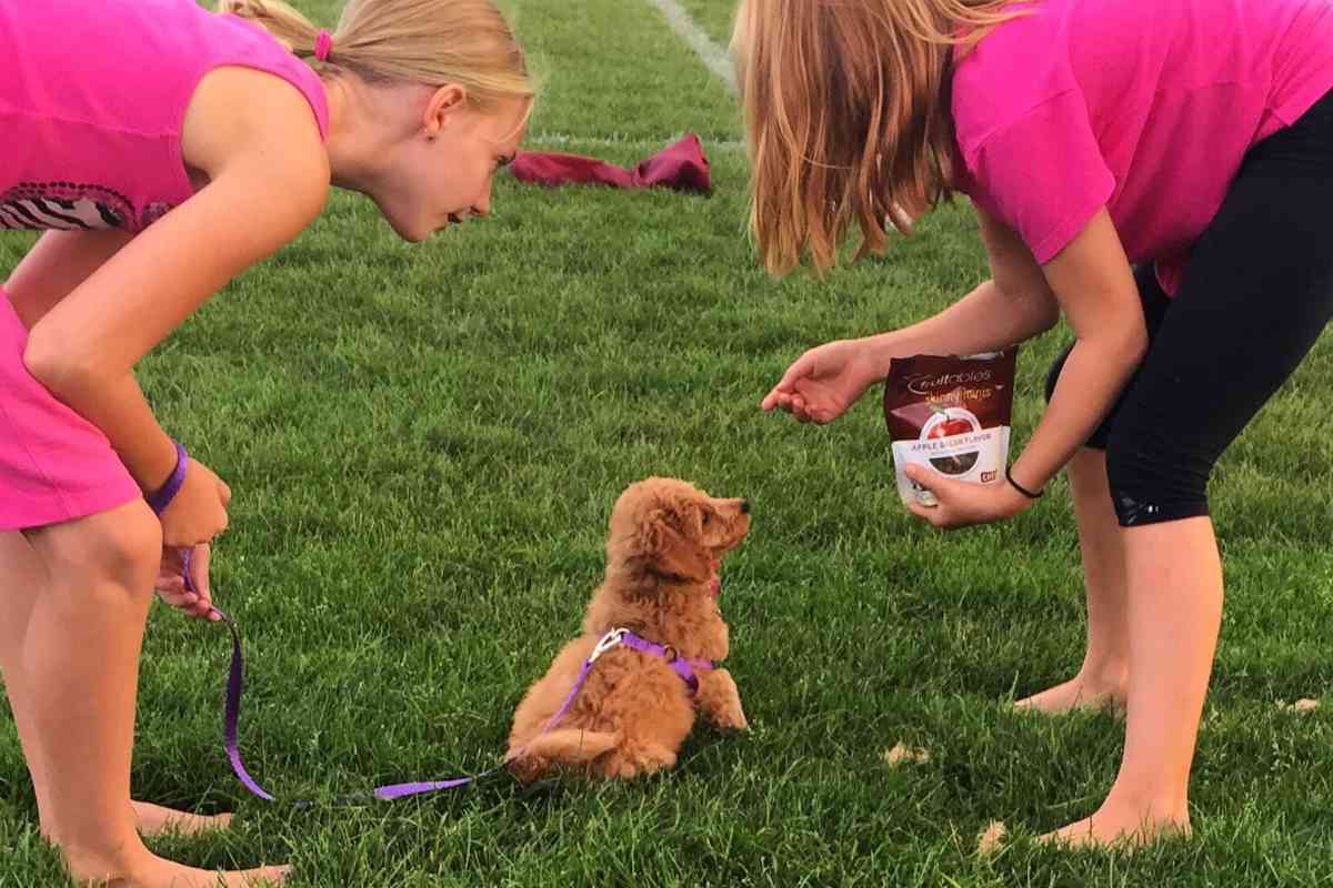 Are Goldendoodles High Maintenance?