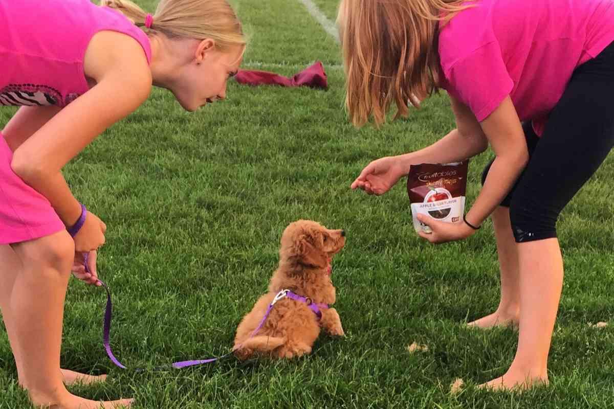 9 week old goldendoodle puppy