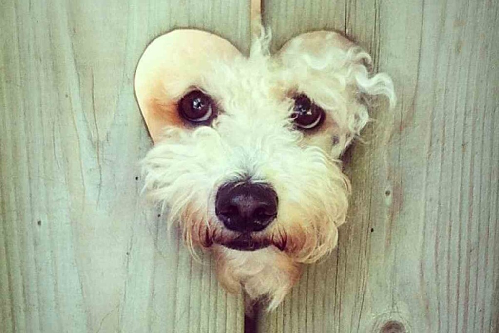 When Do Goldendoodles Stop Biting and How You Can Stop It